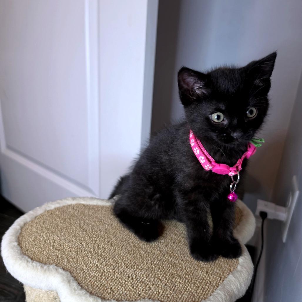 Enlarge Rizzo, a Adoptable Domestic Short Hair in Green Bay, WI image 3/6