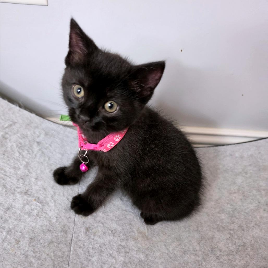 Enlarge Rizzo, a Adoptable Domestic Short Hair in Green Bay, WI image 4/6