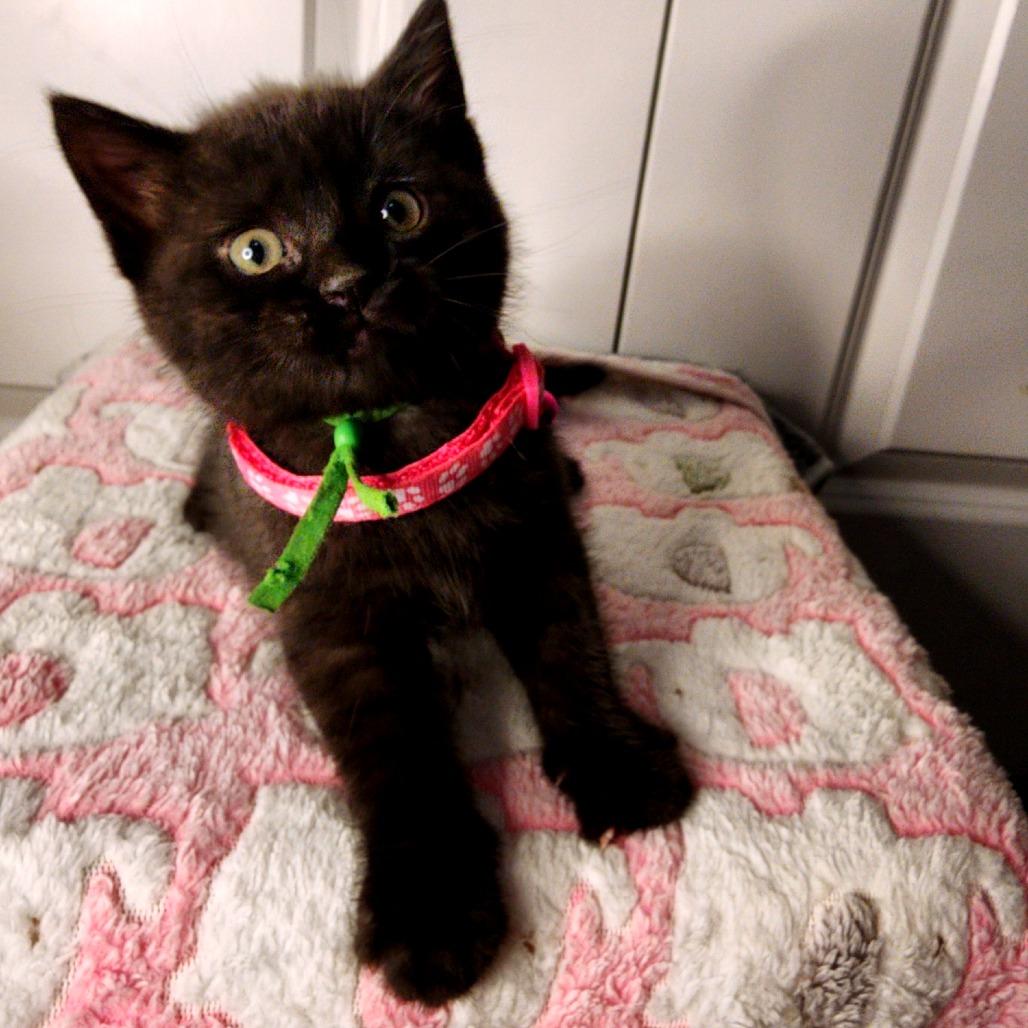 Enlarge Rizzo, a Adoptable Domestic Short Hair in Green Bay, WI image 5/6