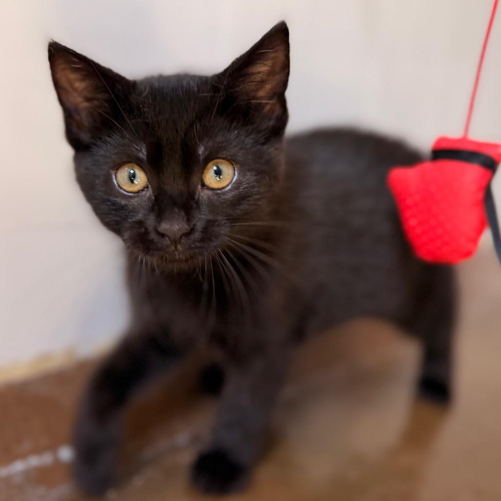 Enlarge Rizzo, a Adoptable Domestic Short Hair in Green Bay, WI image 6/6