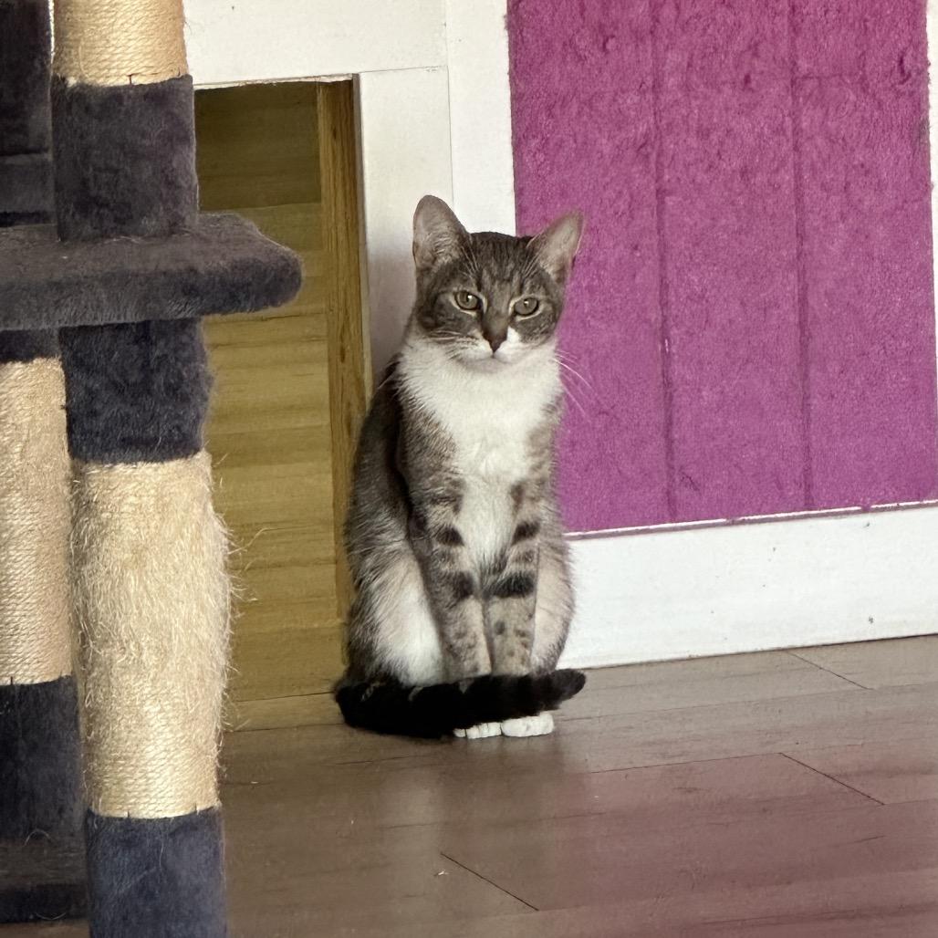 Moe, Adoptable, Adult Male Domestic Short Hair.