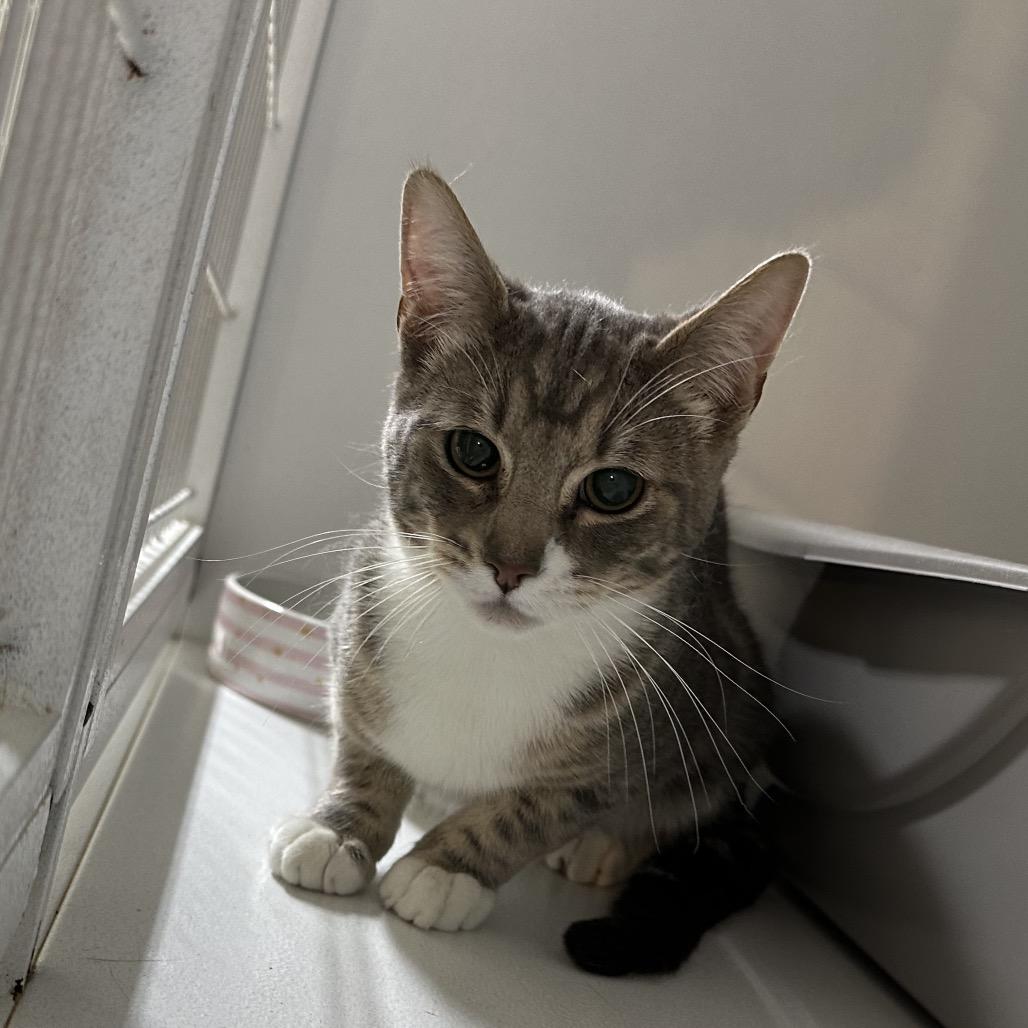 Moe, a Adoptable Domestic Short Hair in Newberg, OR image 2/2