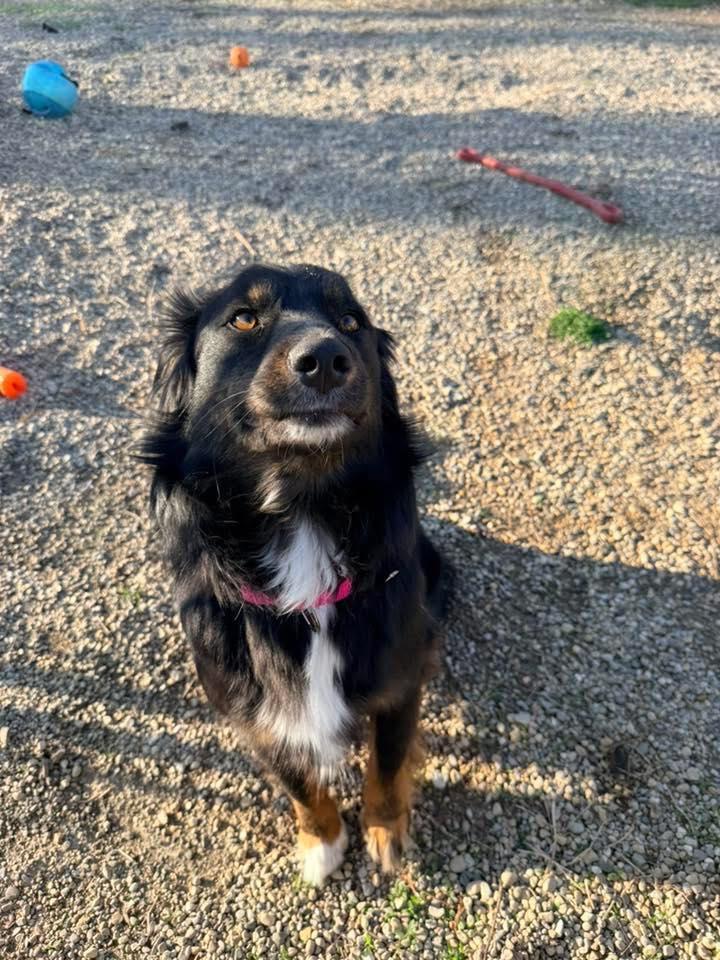 Enlarge Angus, an adopted mixed breed in Indianapolis, IN image 4/6