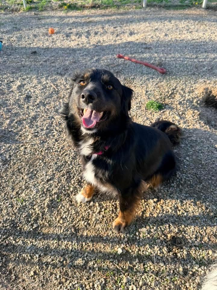 Enlarge Angus, an adopted mixed breed in Indianapolis, IN image 2/6