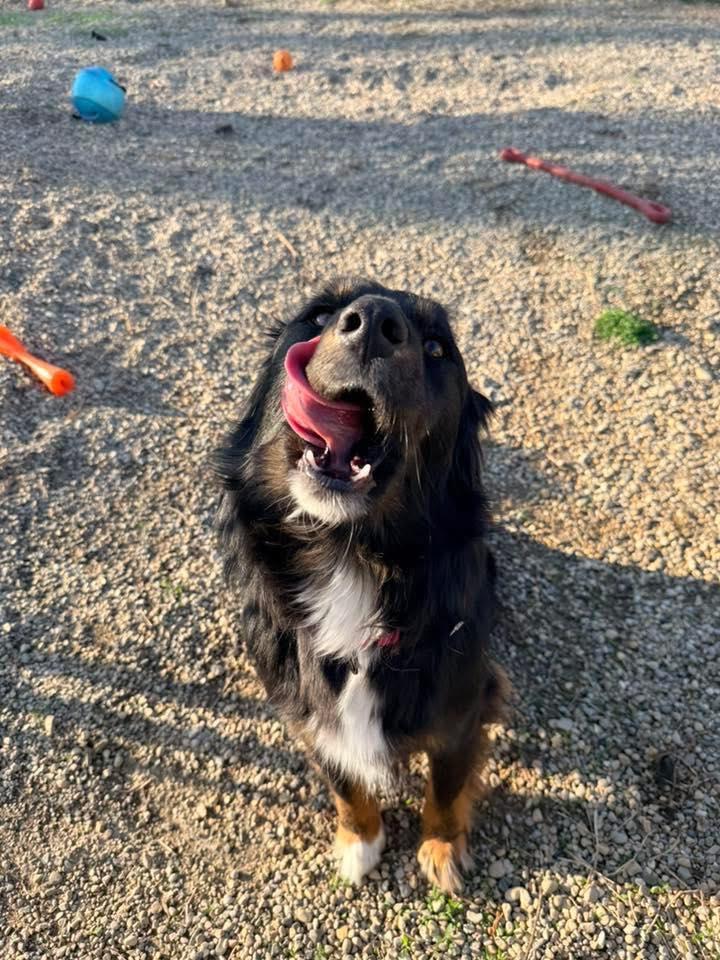 Enlarge Angus, an adopted mixed breed in Indianapolis, IN image 6/6
