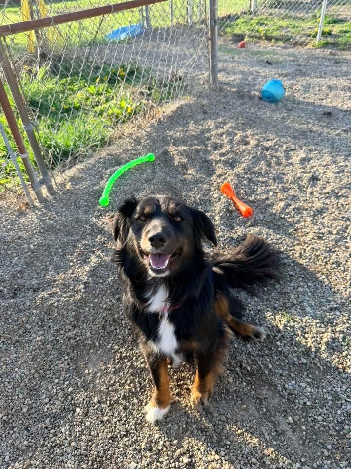 Angus, adopted, Young Male Australian Shepherd.
