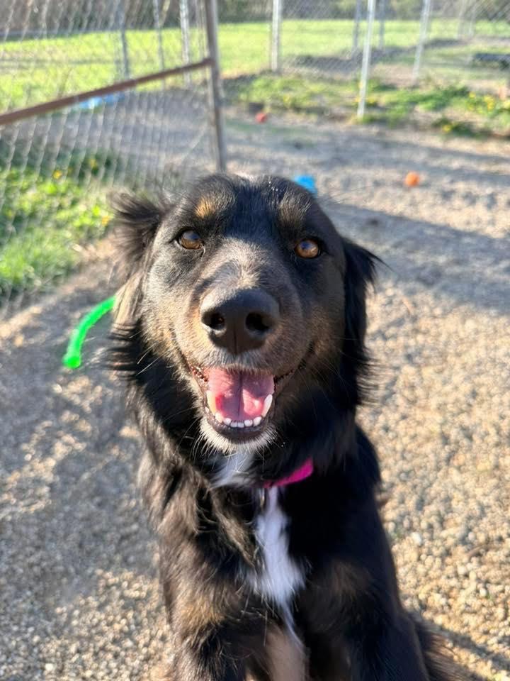 Enlarge Angus, an adopted mixed breed in Indianapolis, IN image 5/6