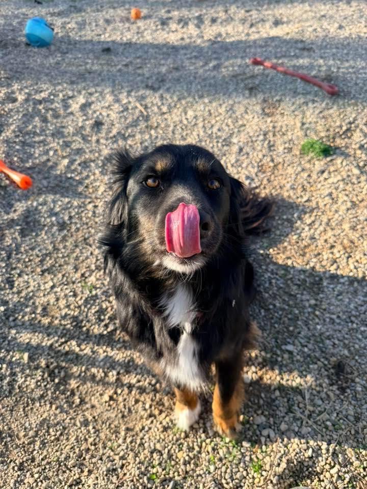 Enlarge Angus, an adopted mixed breed in Indianapolis, IN image 3/6