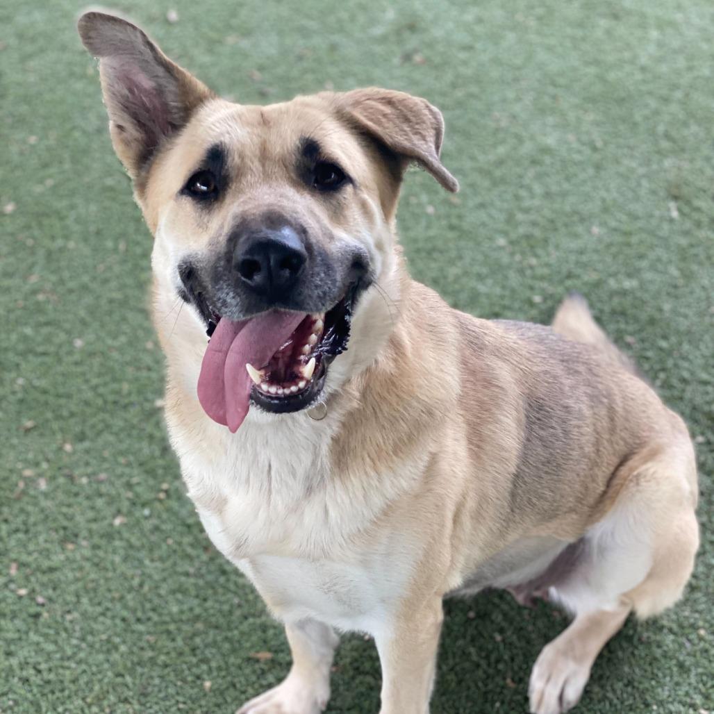 Enlarge Raya, a Adoptable mixed breed in Riverside, CA image 1/6