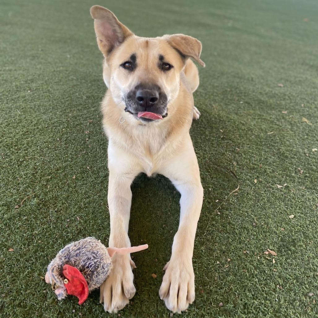 Enlarge Raya, a Adoptable mixed breed in Riverside, CA image 2/6