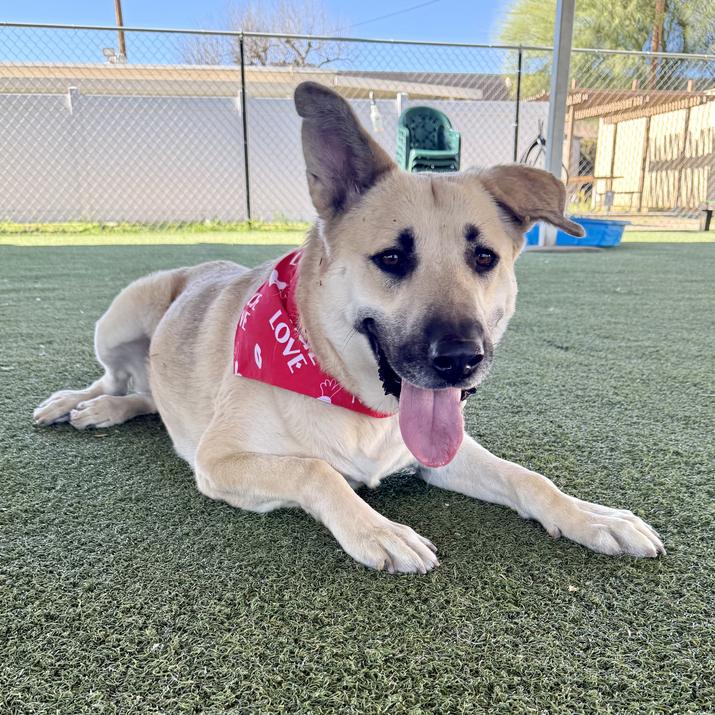 Enlarge Raya, a Adoptable mixed breed in Riverside, CA image 3/6
