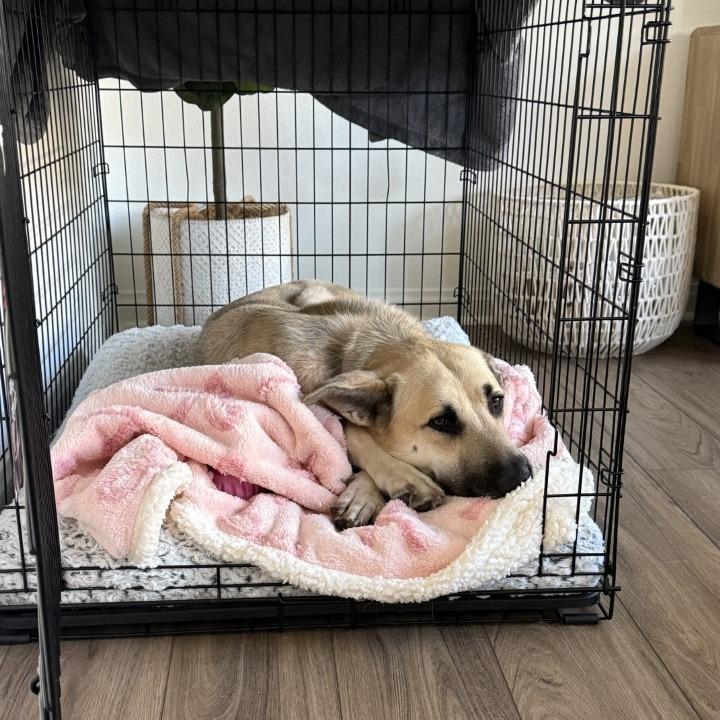 Enlarge Raya, a Adoptable mixed breed in Riverside, CA image 4/6