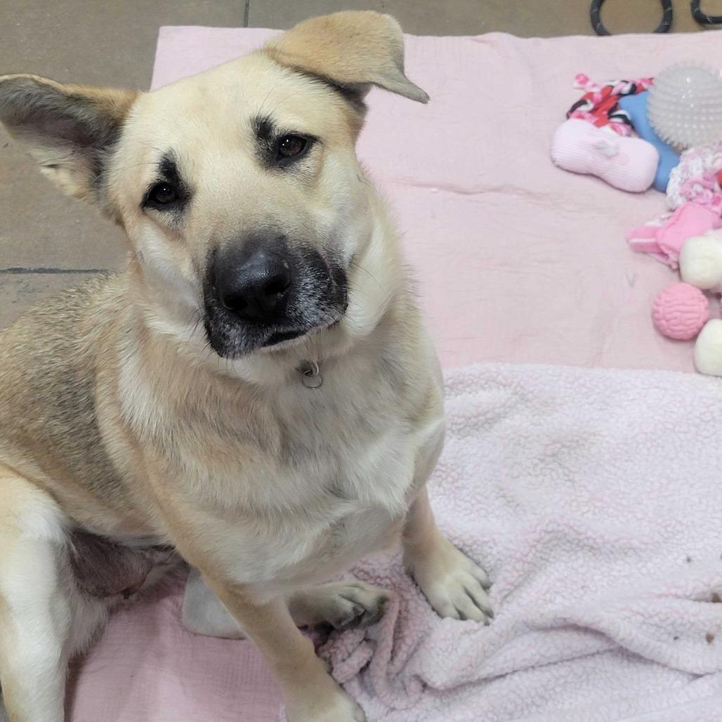 Enlarge Raya, a Adoptable mixed breed in Riverside, CA image 5/6