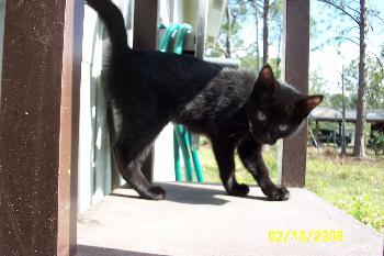 Enlarge Lilly, a Adopted Domestic Short Hair in West Palm Beach, FL image 1/2