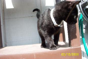 Enlarge Lilly, a Adopted Domestic Short Hair in West Palm Beach, FL image 2/2