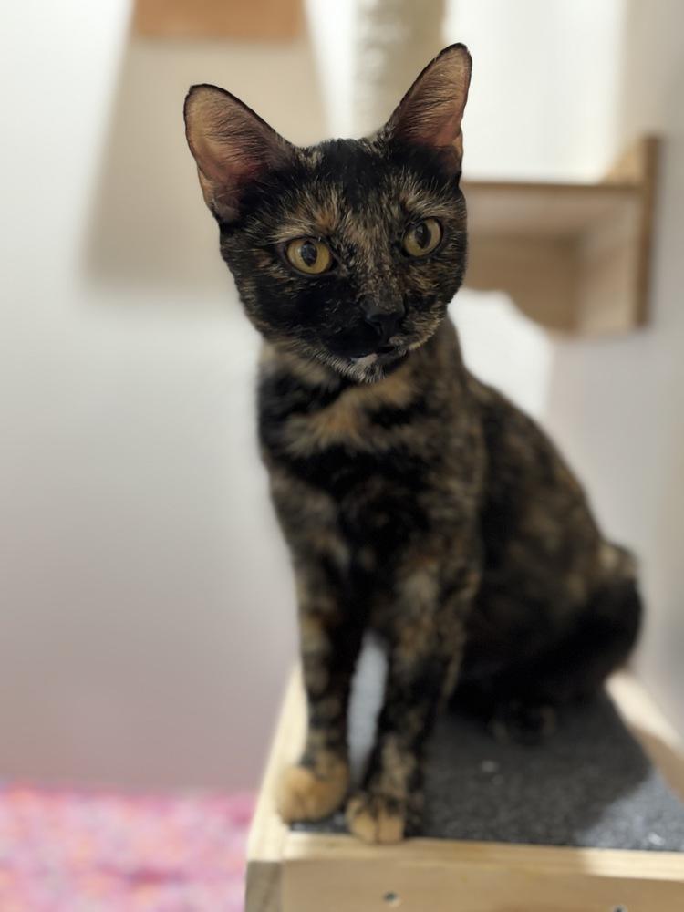 Emery — thumbnail 2