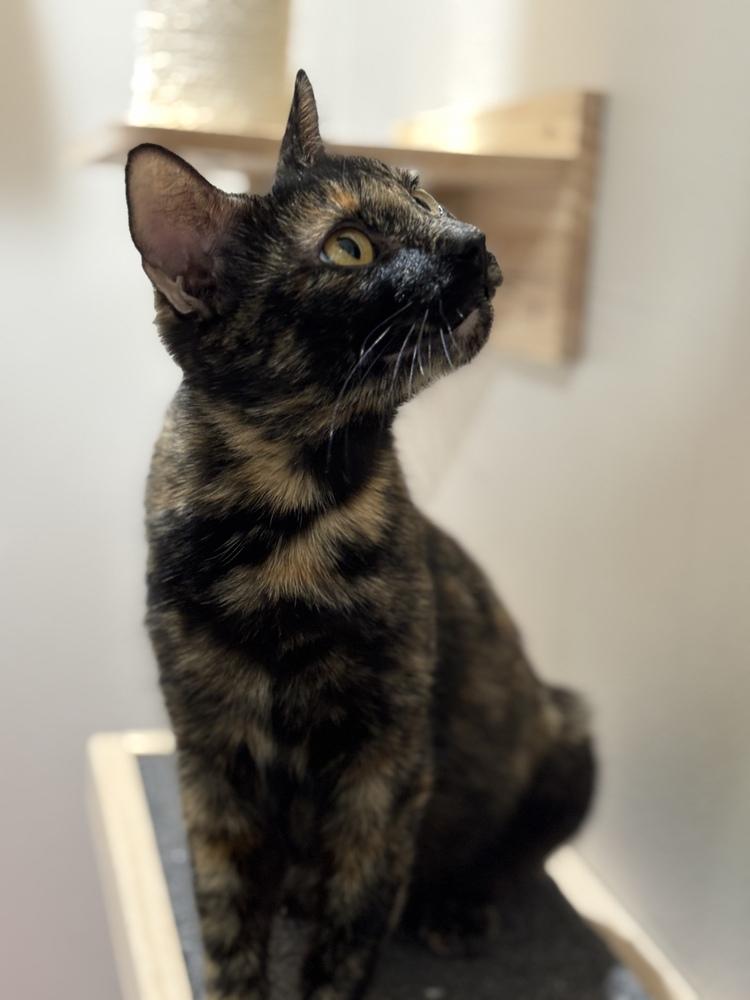 Emery — thumbnail 3