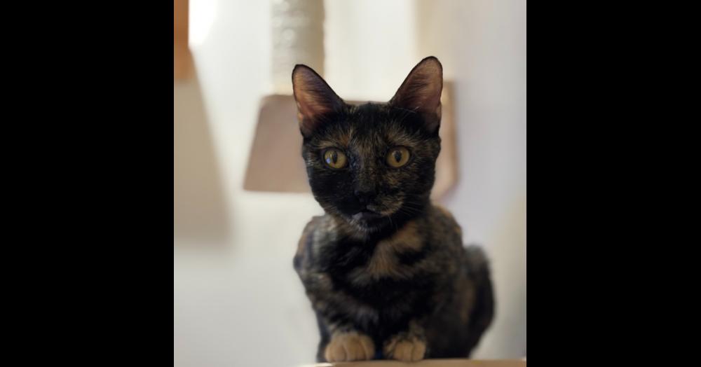 Emery — thumbnail 4