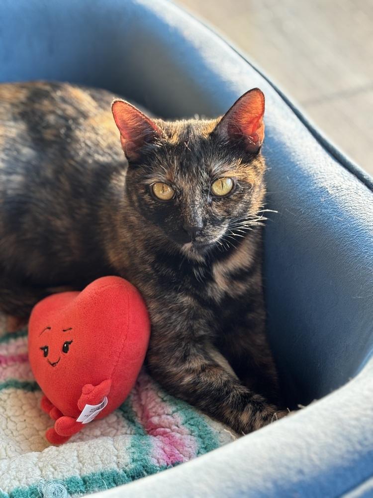 Emery — thumbnail 5