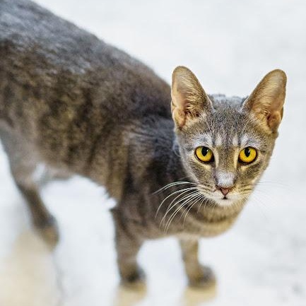 Enlarge Smudge, a Adoptable American Shorthair in Marble Falls, TX image 3/3