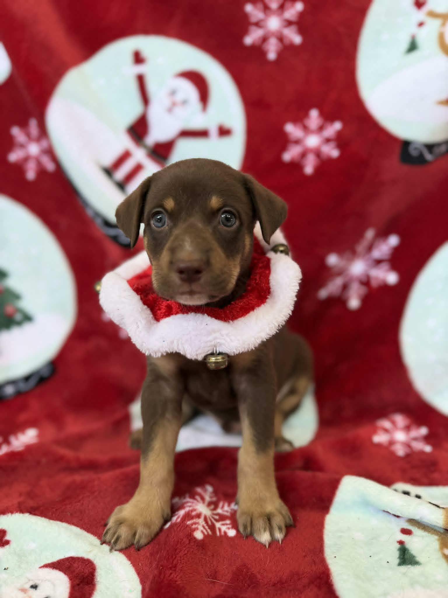 Enlarge Salami, a ADOPTABLE mixed breed in New York, NY image 1/1