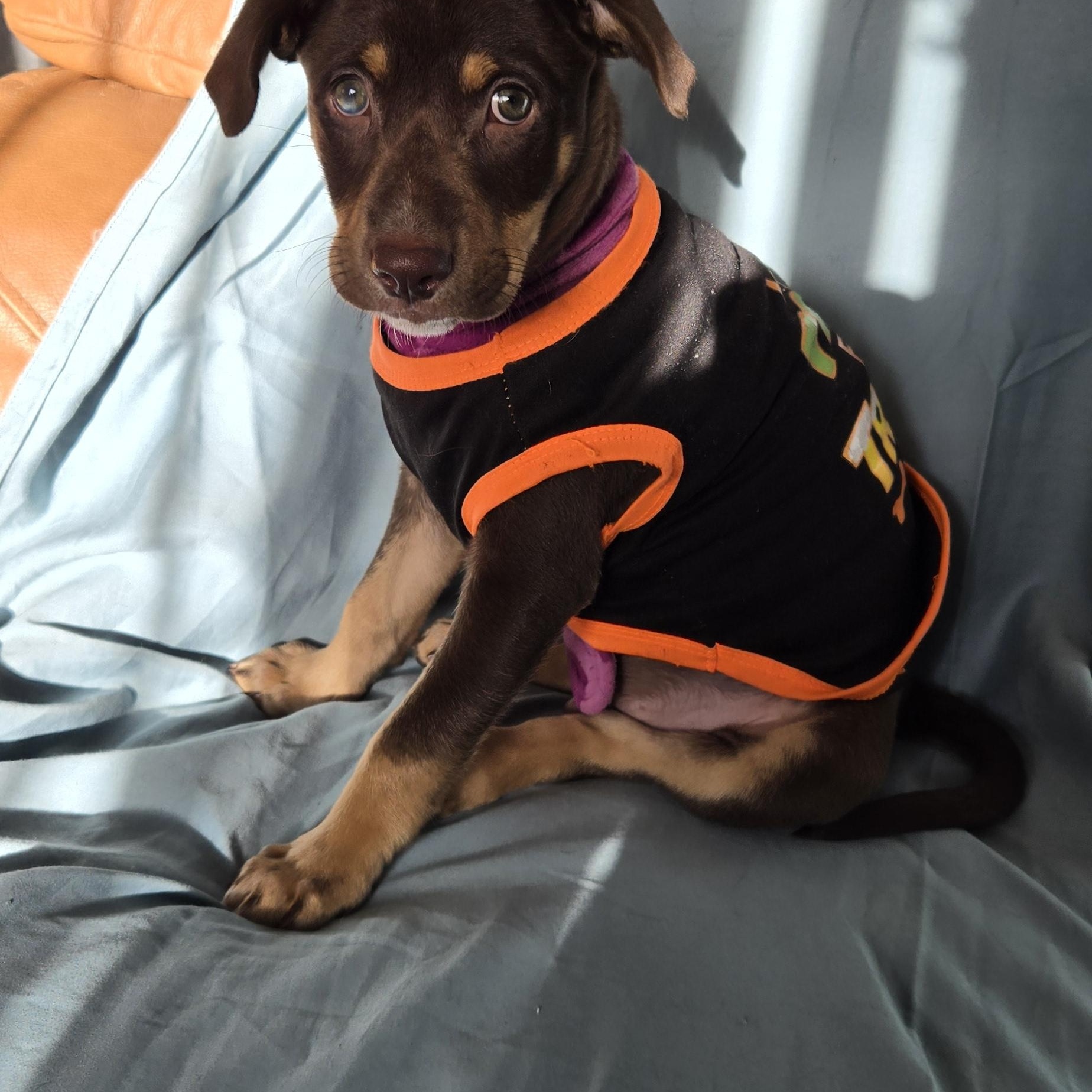 Brownie , ADOPTABLE, Puppy Male Chocolate Labrador Retriever.