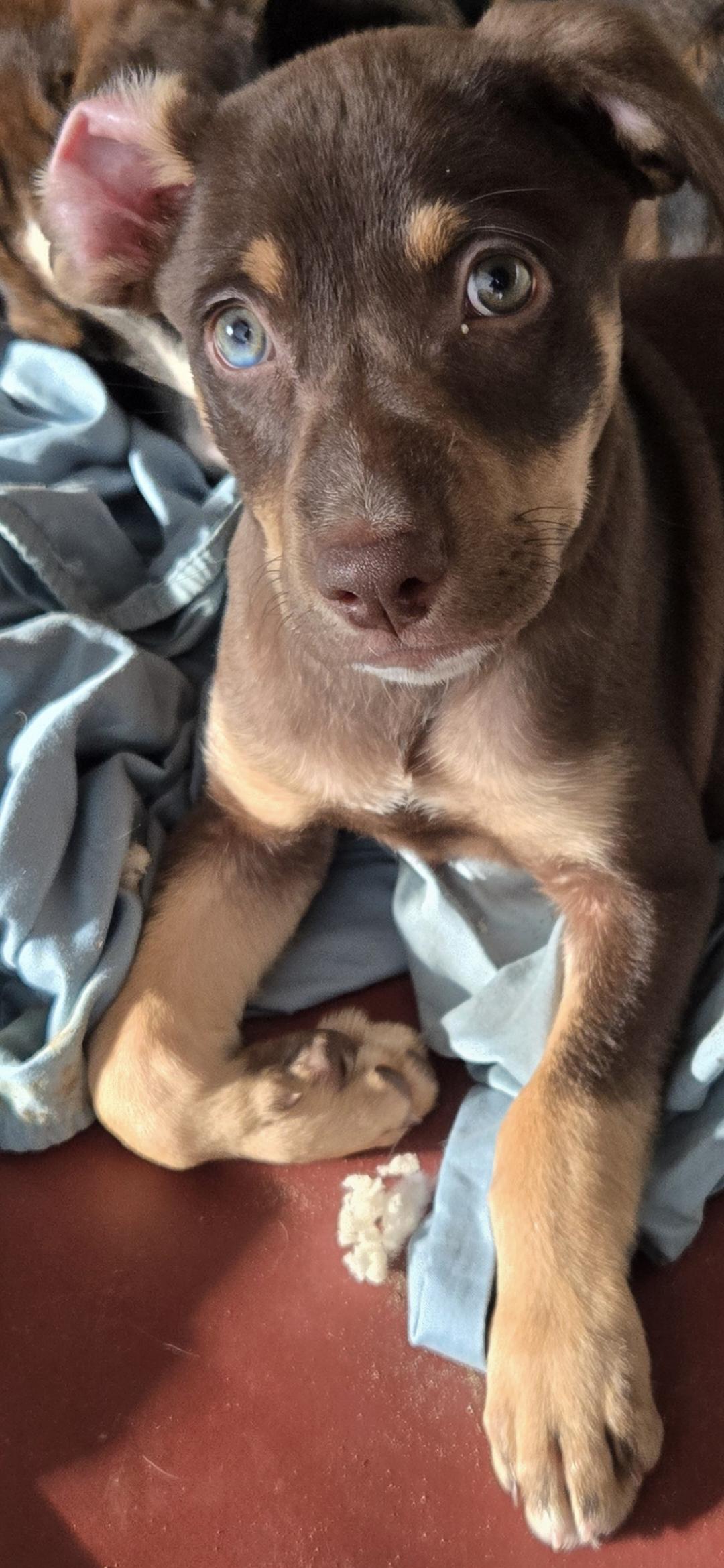 Brownie , a ADOPTABLE mixed breed in New York, NY image 4/6