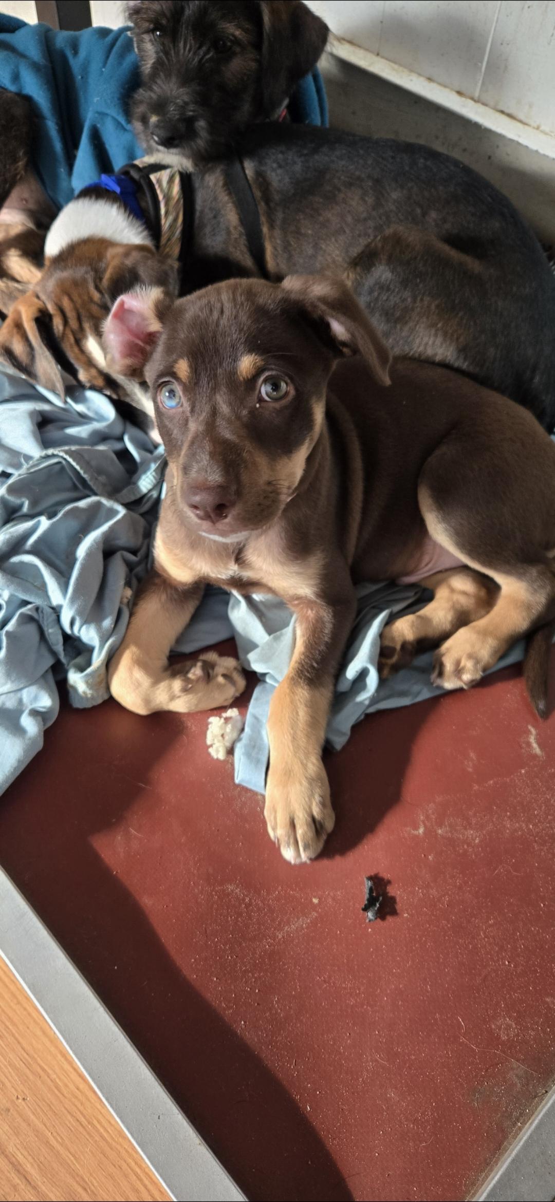 Brownie , a ADOPTABLE mixed breed in New York, NY image 5/6