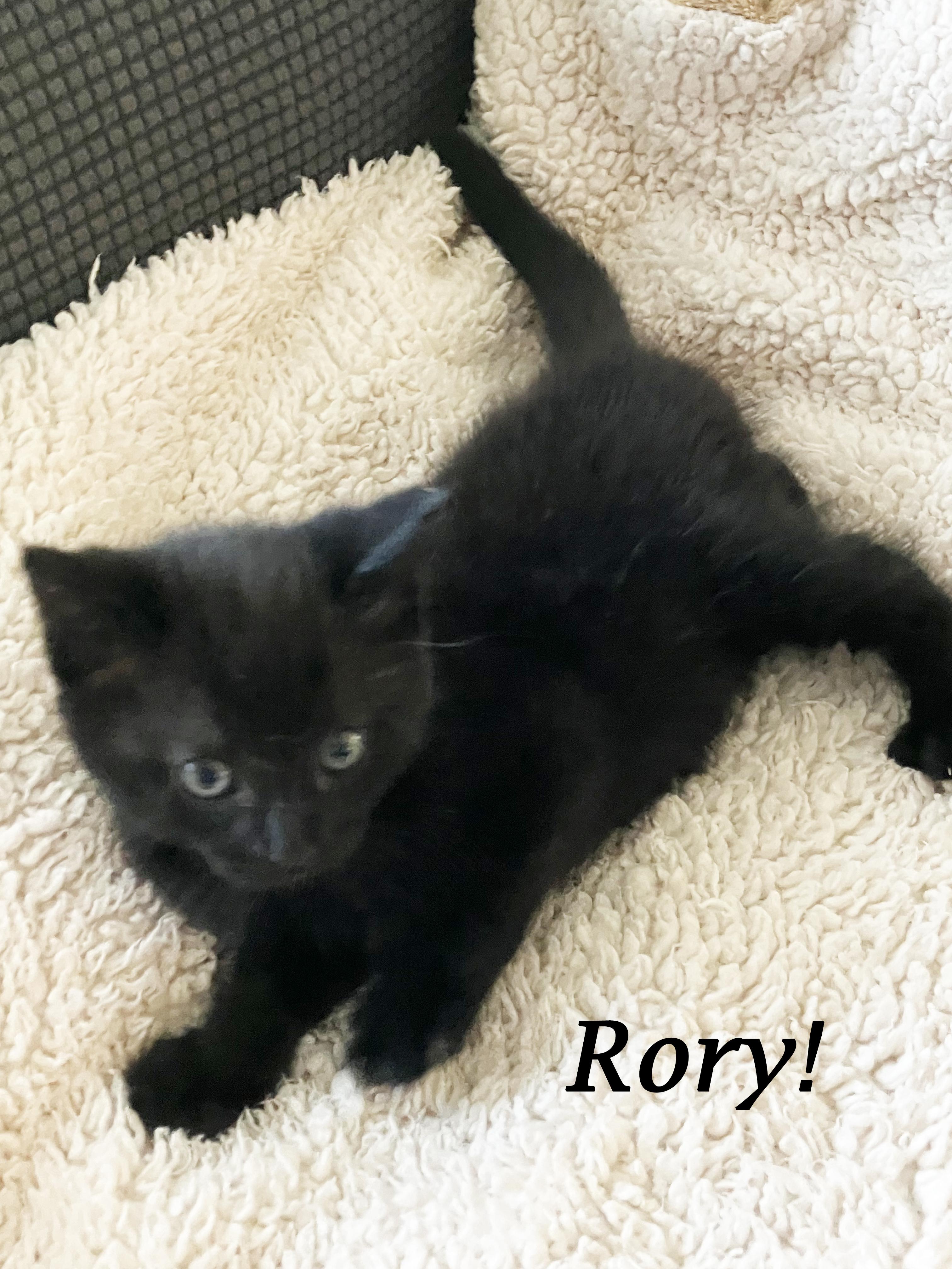 Enlarge RORY!, an adoption pending Domestic Short Hair in Monrovia, CA image 4/5
