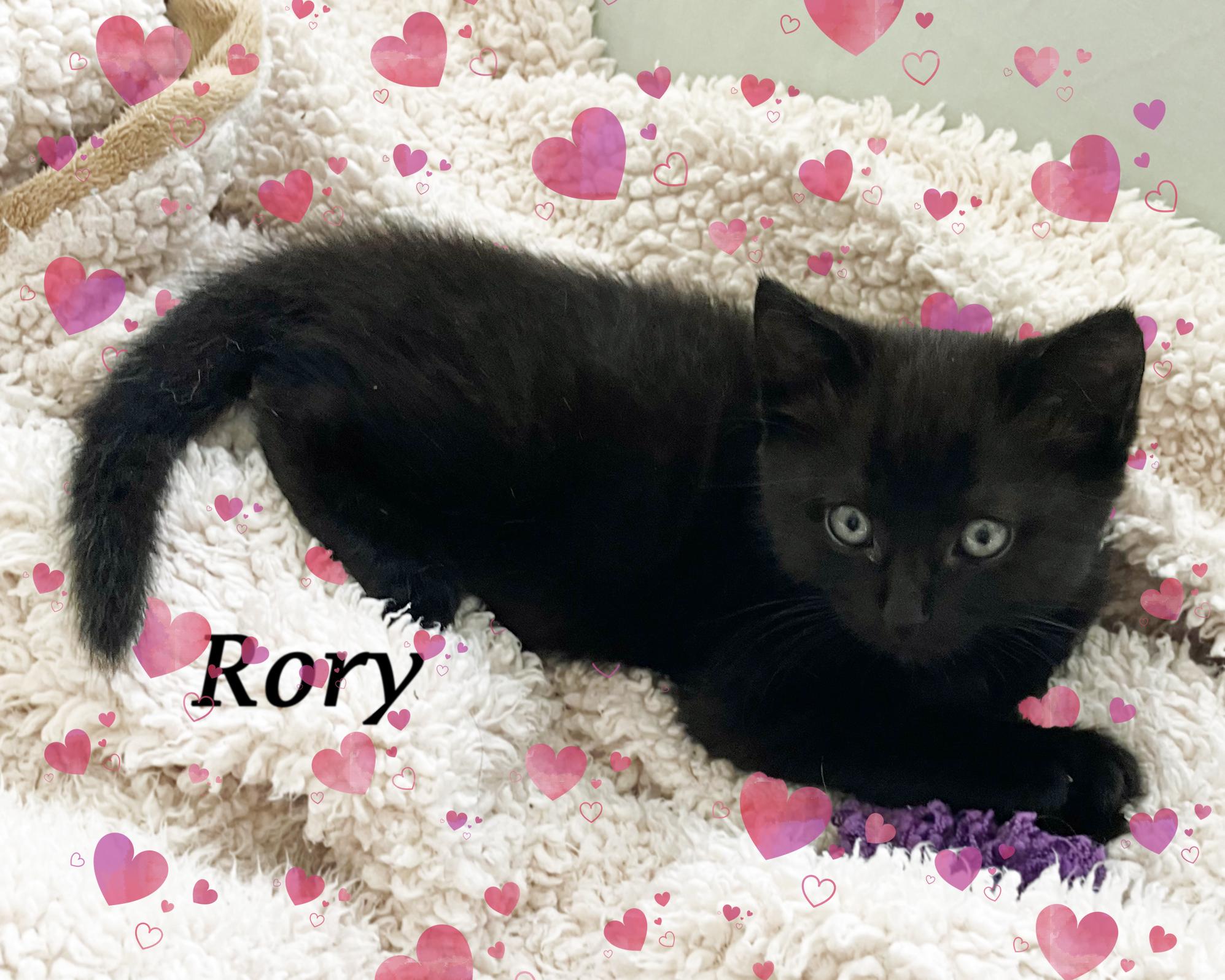 Enlarge RORY!, an adoption pending Domestic Short Hair in Monrovia, CA image 1/5