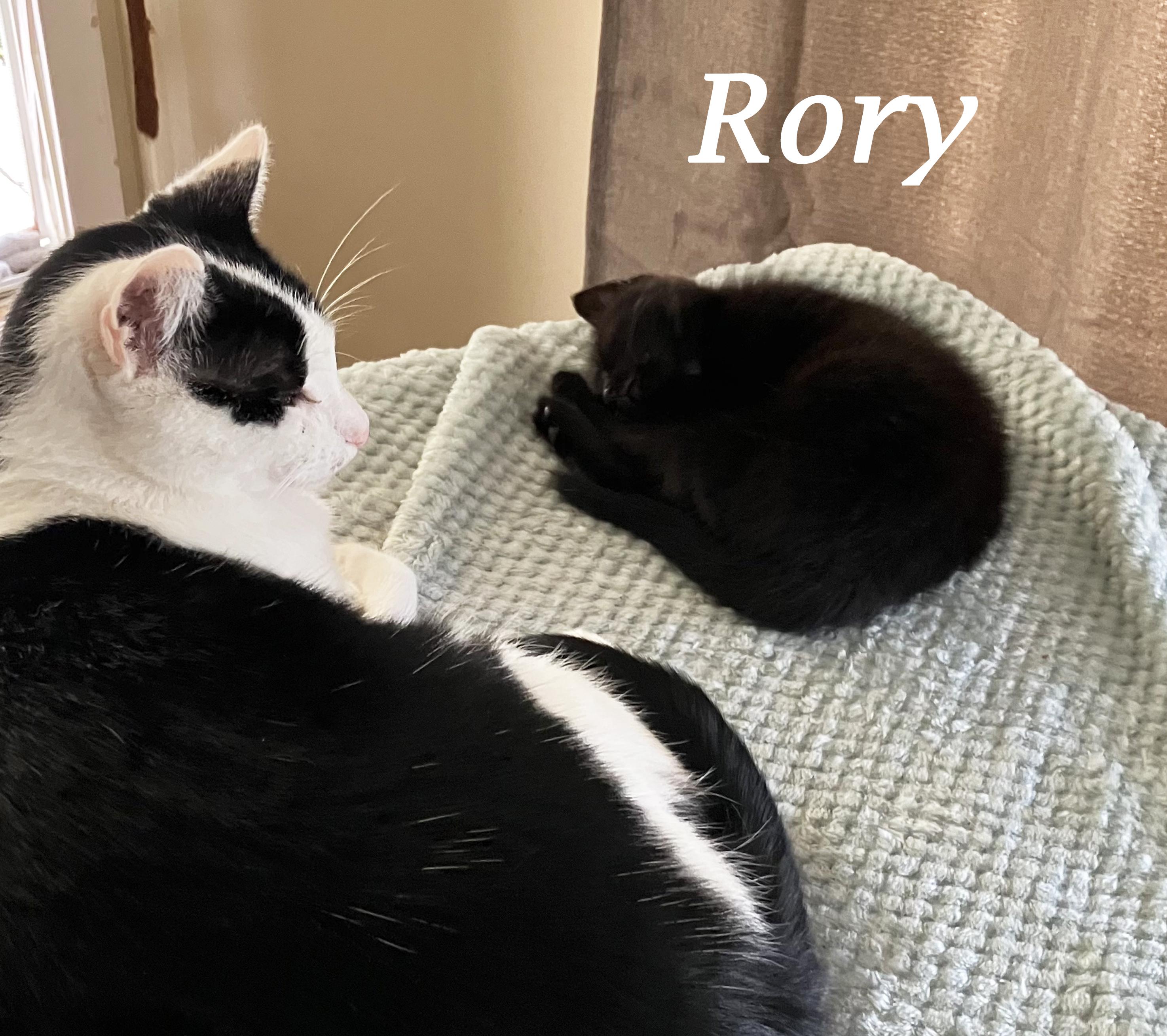 Enlarge RORY!, an adoption pending Domestic Short Hair in Monrovia, CA image 5/5