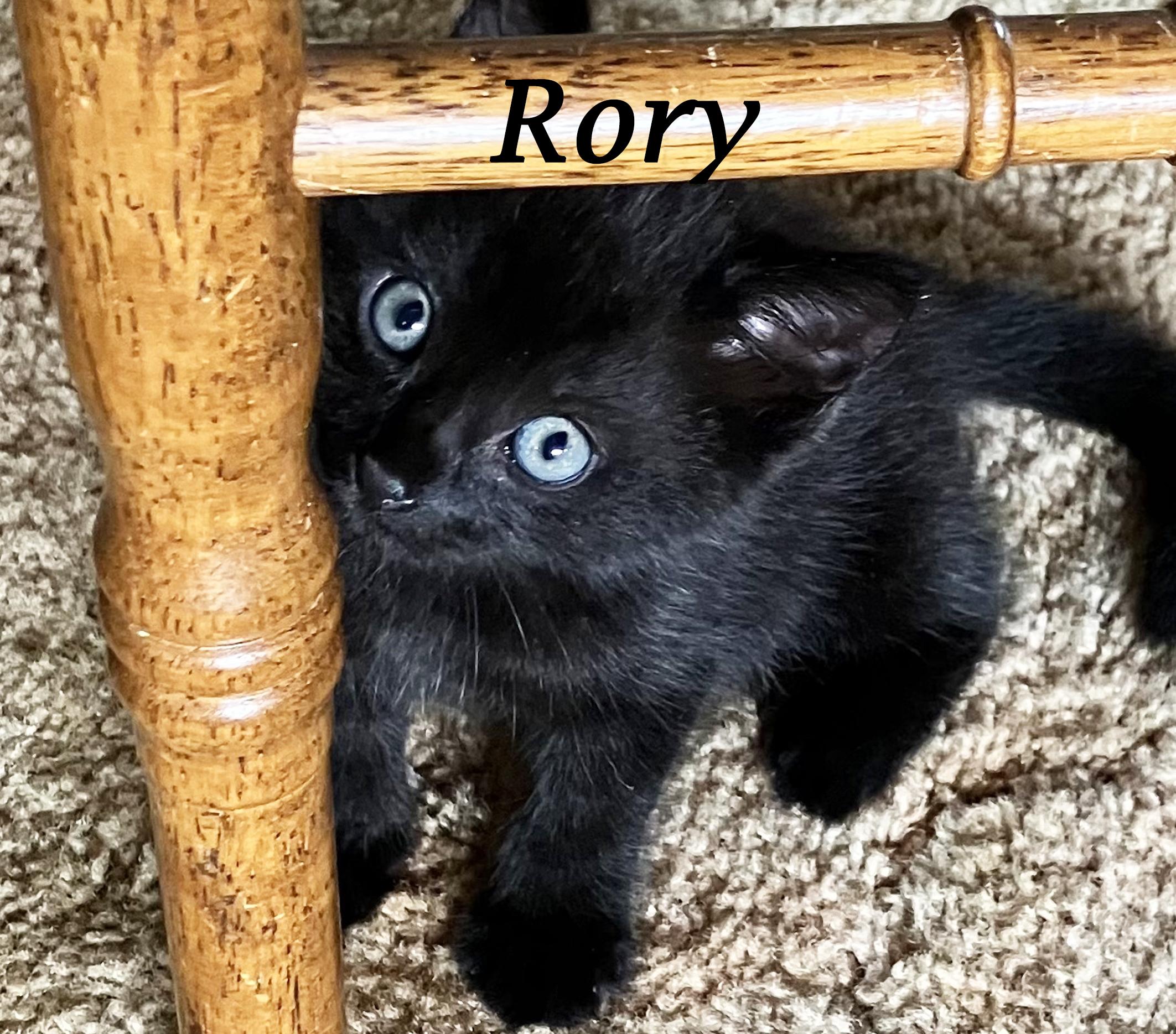Enlarge RORY!, an adoption pending Domestic Short Hair in Monrovia, CA image 2/5