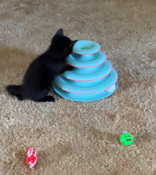 Enlarge RORY!, an adoption pending Domestic Short Hair in Monrovia, CA video 3/5