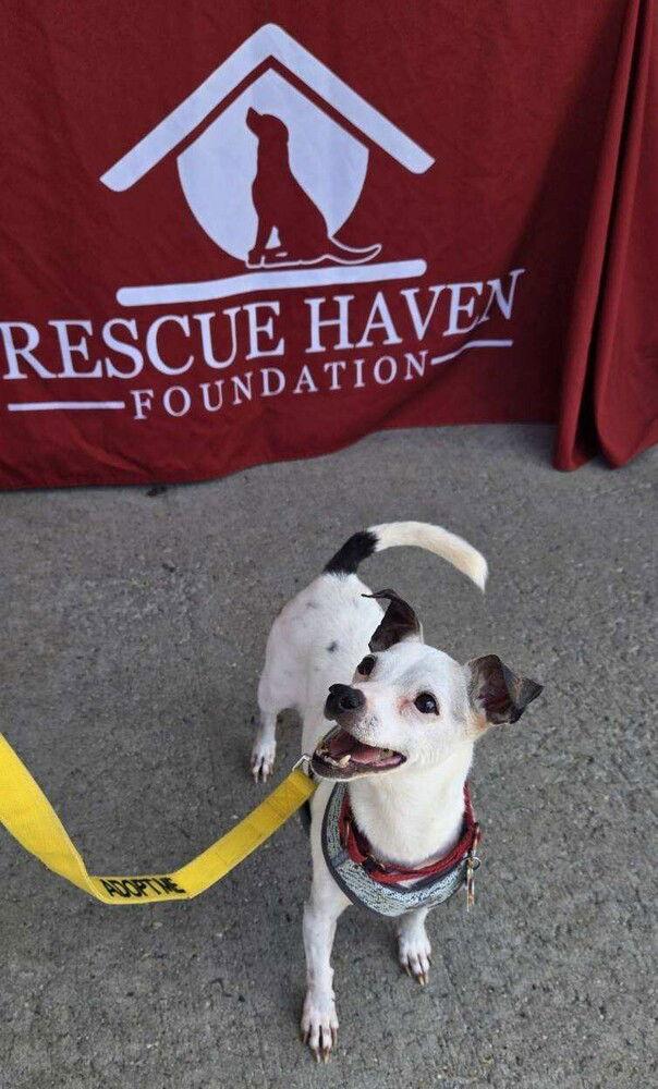 Enlarge Bee Bee, a Adoptable mixed breed in Caldwell, NJ image 2/3