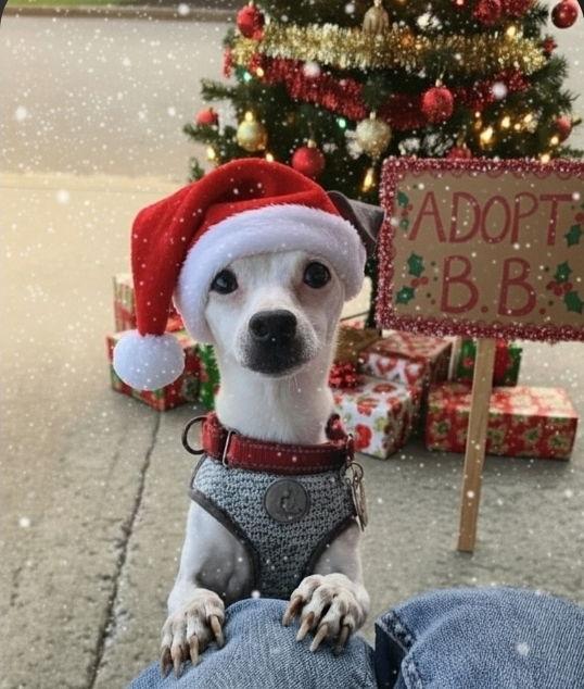 Bee Bee, a Adoptable mixed breed in Caldwell, NJ image 1/3