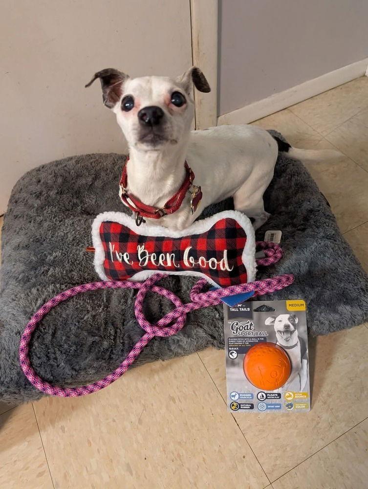 Enlarge Bee Bee, a Adoptable mixed breed in Caldwell, NJ image 3/3