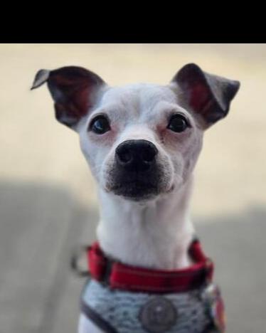 Enlarge Bee Bee, a Adoptable mixed breed in Caldwell, NJ image 1/3