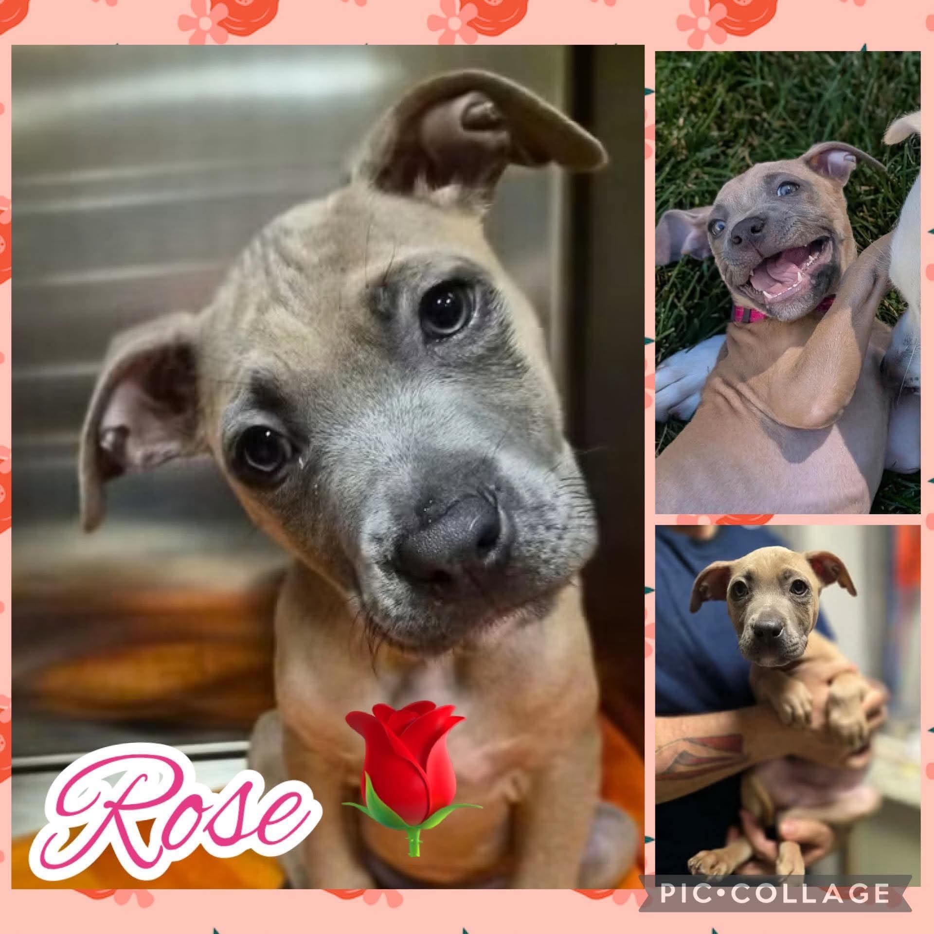 Enlarge Rose, a ADOPTABLE mixed breed in Ringwood, NJ image 1/2