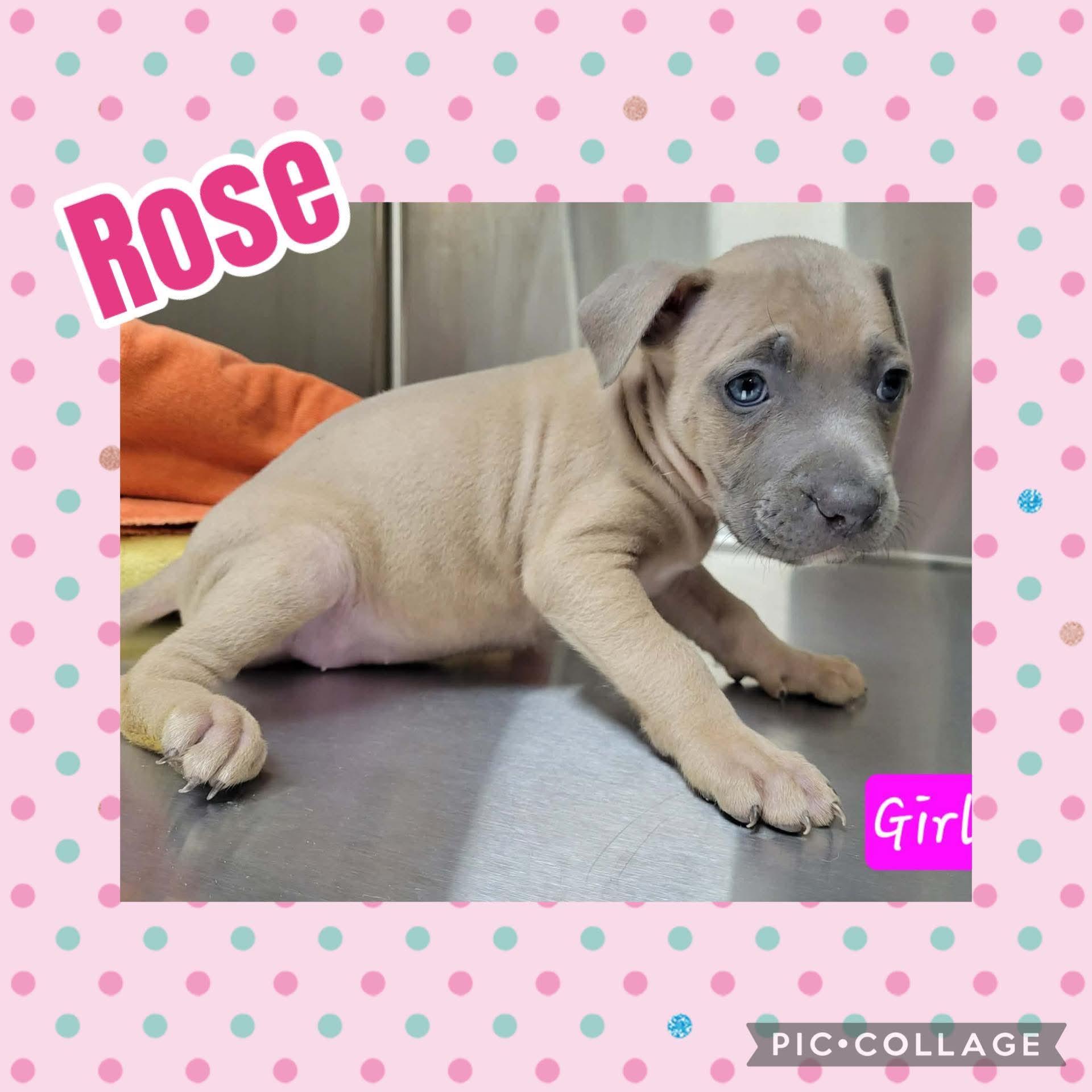 Rose, ADOPTABLE, Puppy Female Pit Bull Terrier.