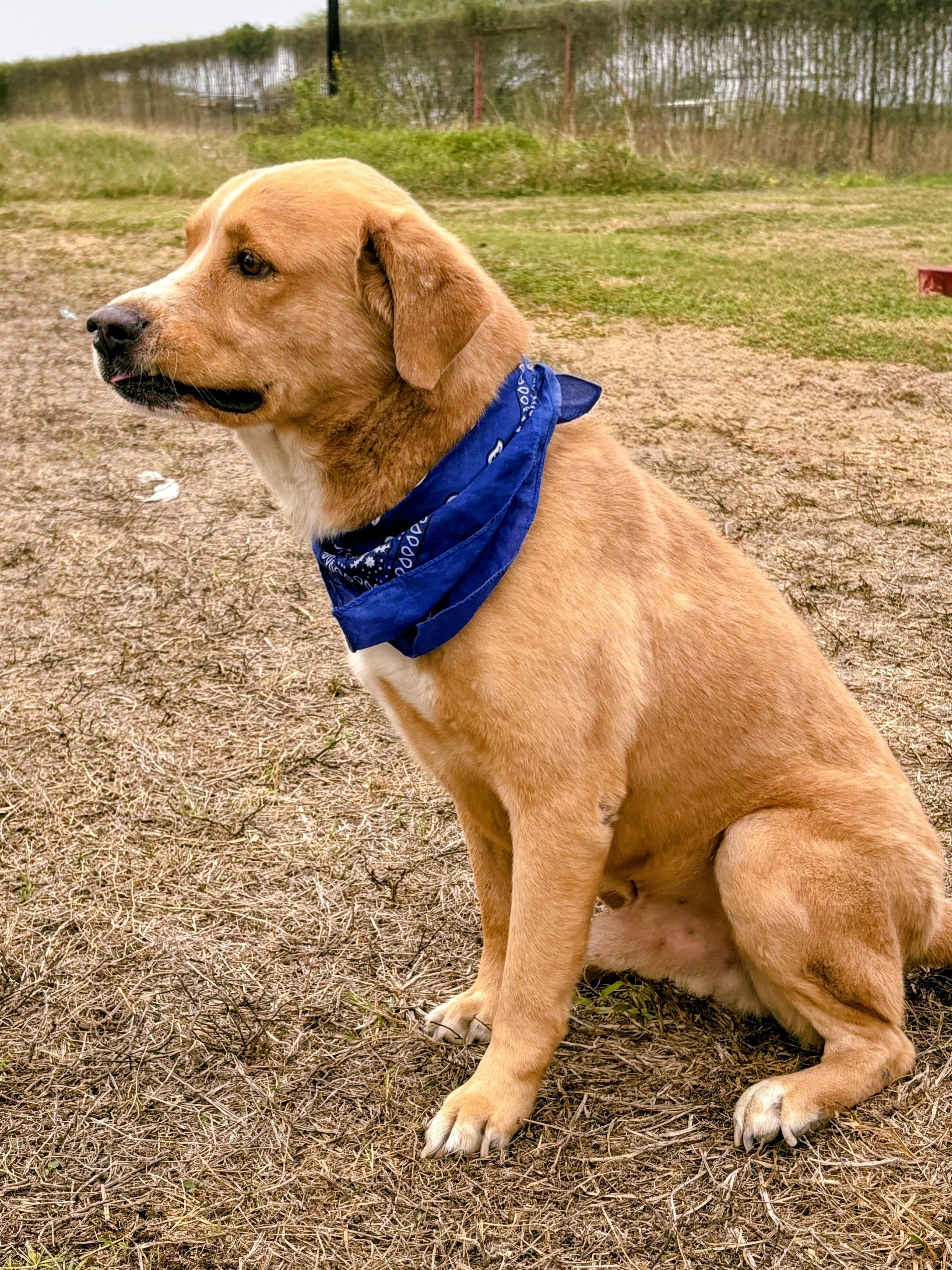 Aspen, a Adoptable mixed breed in Willington, CT image 5/6