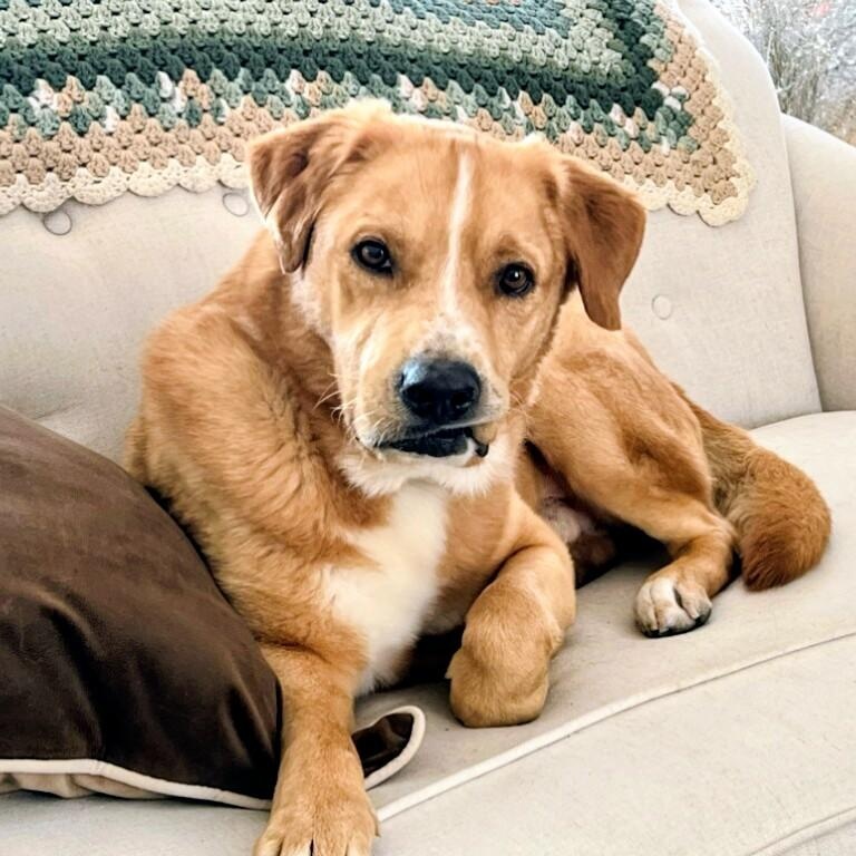 Enlarge Aspen - In NJ, a Adoptable mixed breed in Willington, CT image 3/6