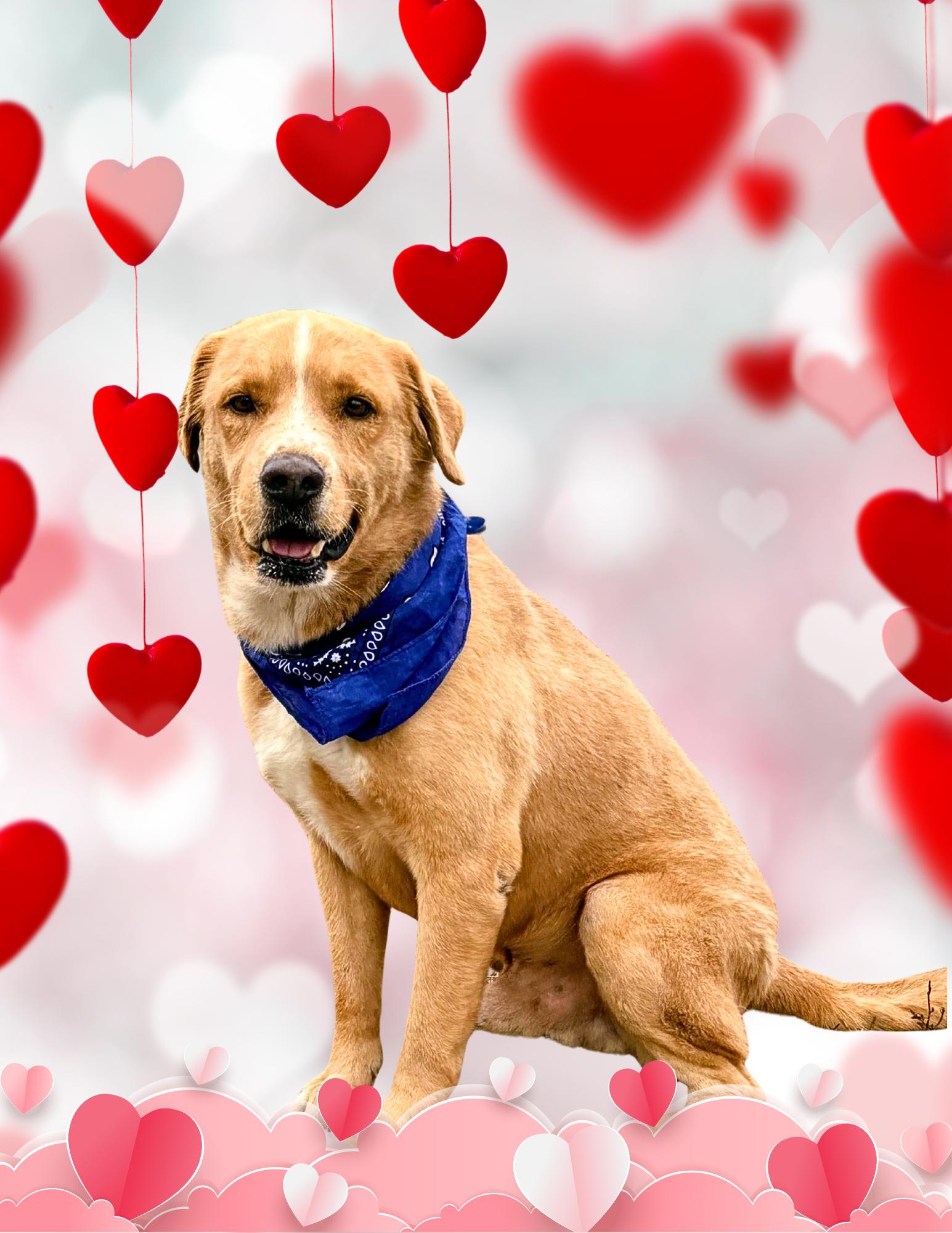 Aspen, Adoptable, Adult Male Yellow Labrador Retriever & Labrador Retriever.