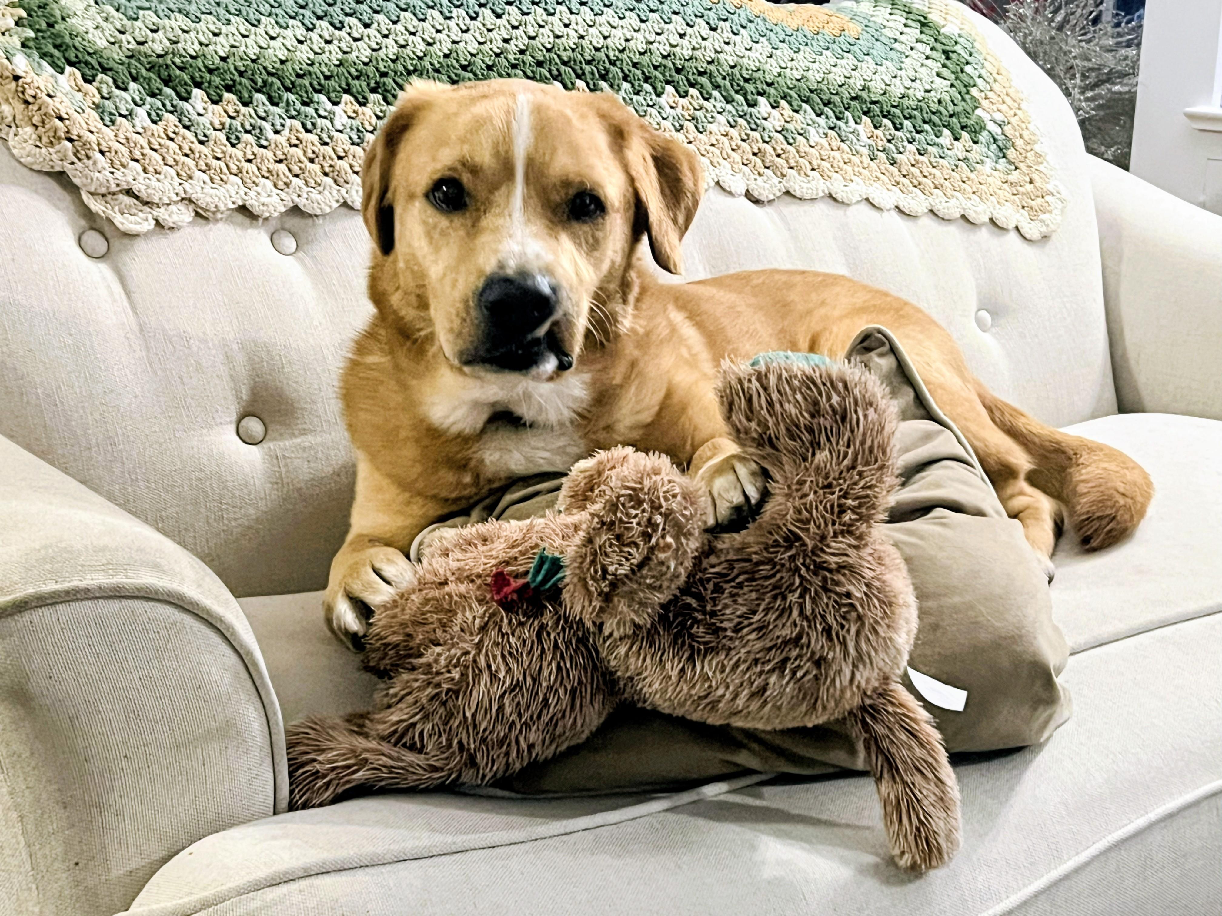 Enlarge Aspen - In NJ, a Adoptable mixed breed in Willington, CT image 1/6