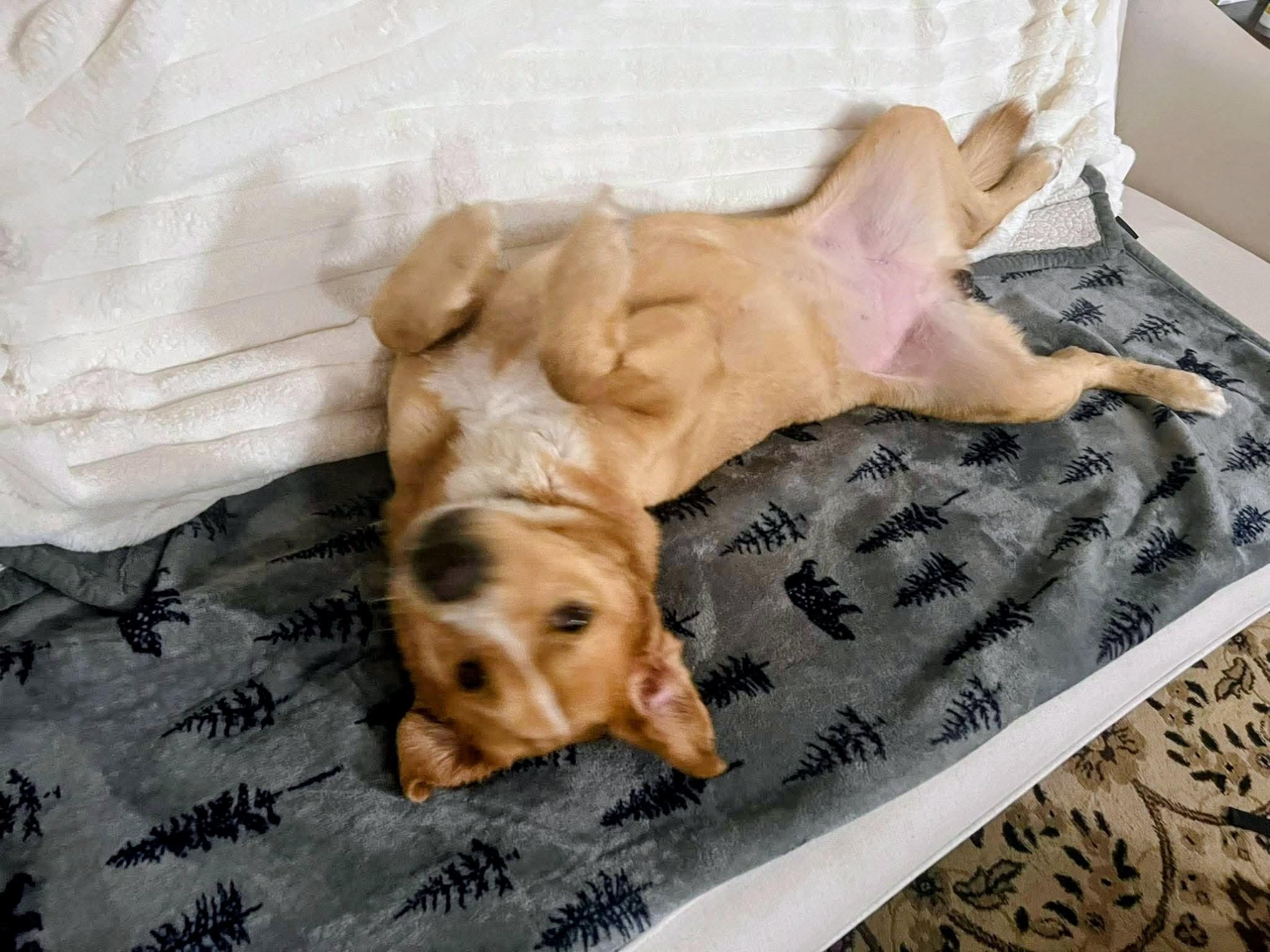 Enlarge Aspen - In NJ, a Adoptable mixed breed in Willington, CT image 4/6