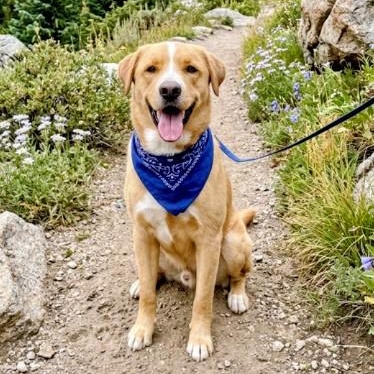 Aspen - In NJ, Adoptable, Adult Male Yellow Labrador Retriever & Labrador Retriever.