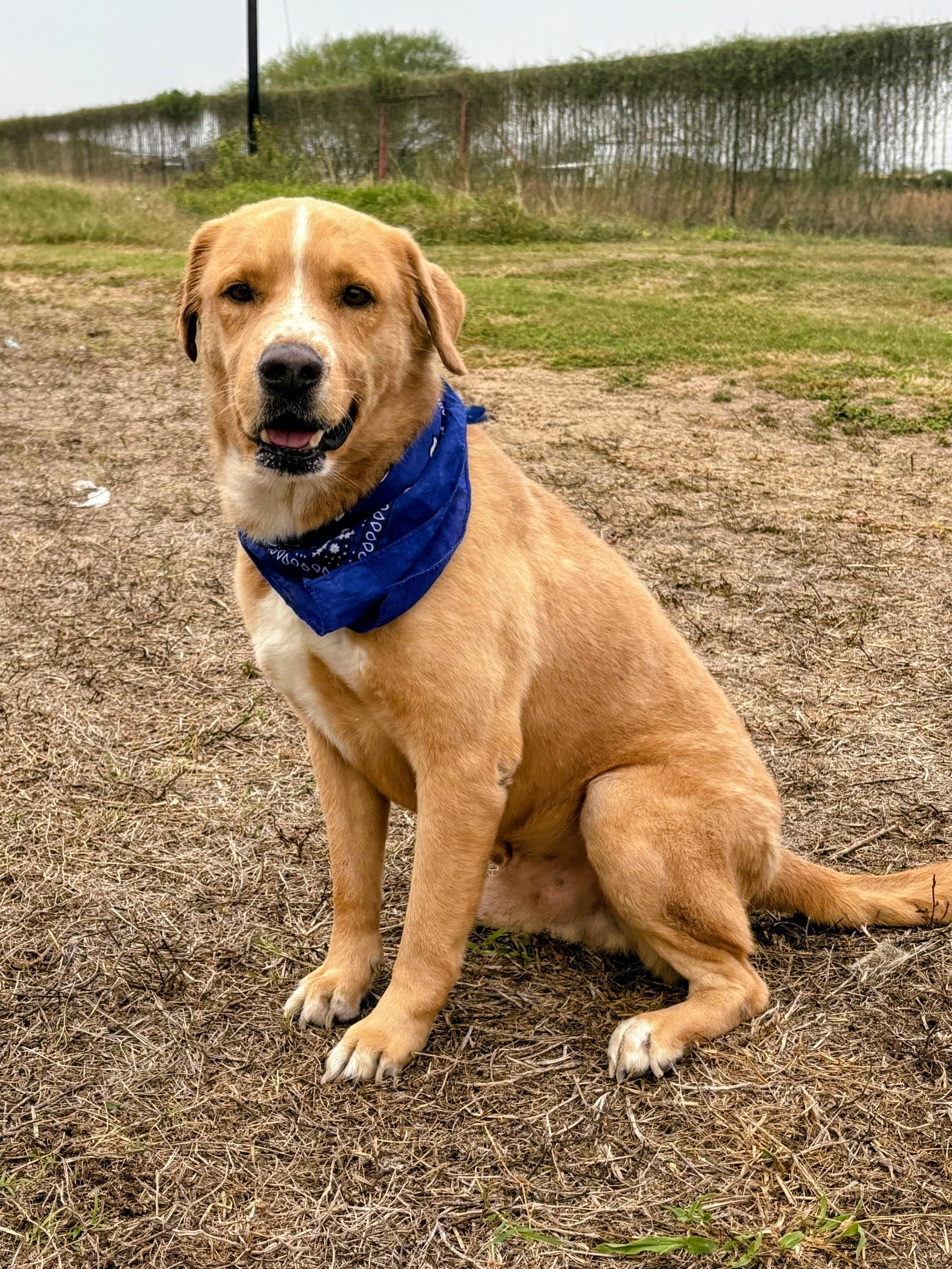 Aspen, a Adoptable mixed breed in Willington, CT image 2/6