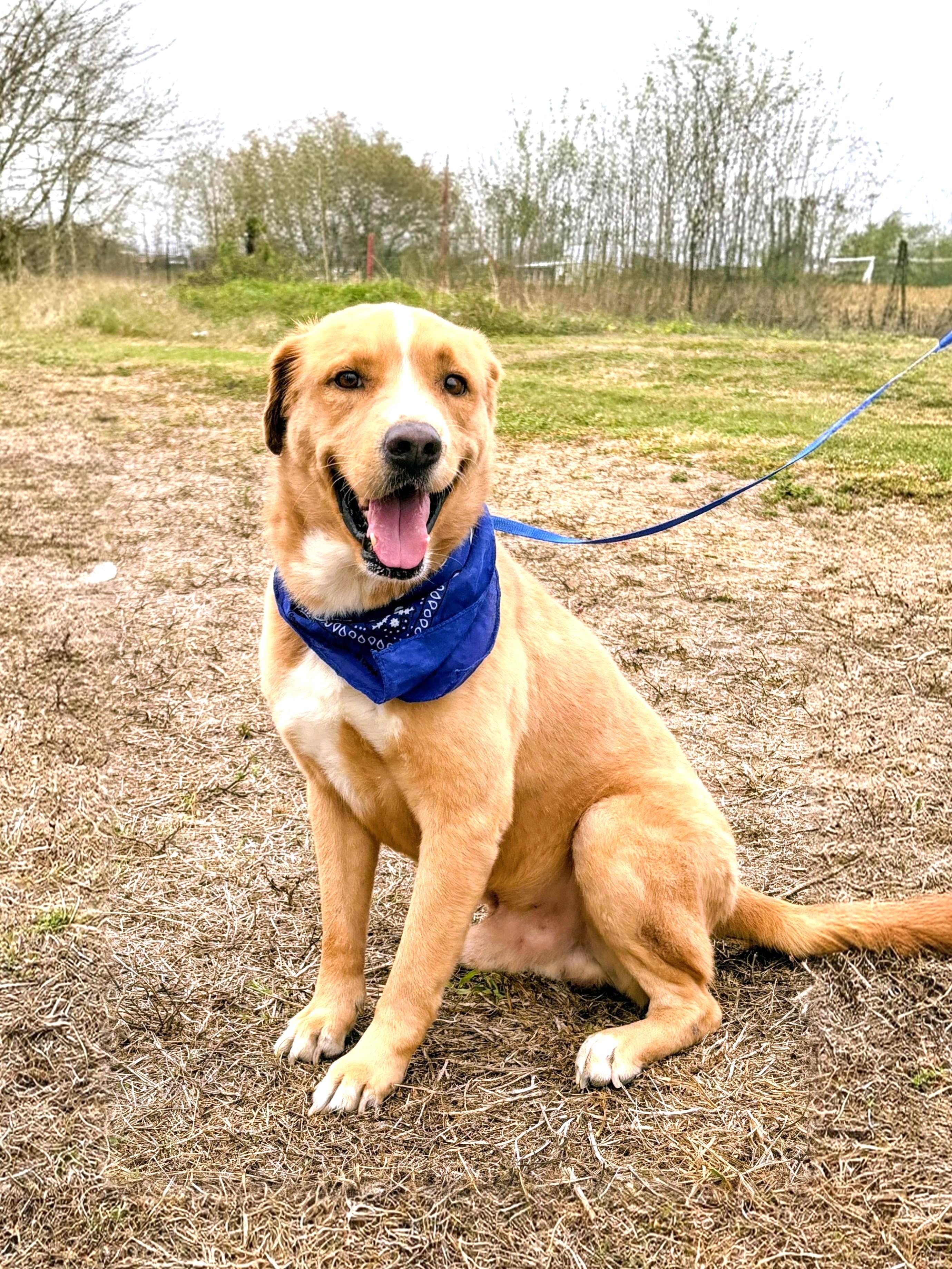 Aspen, a Adoptable mixed breed in Willington, CT image 1/6