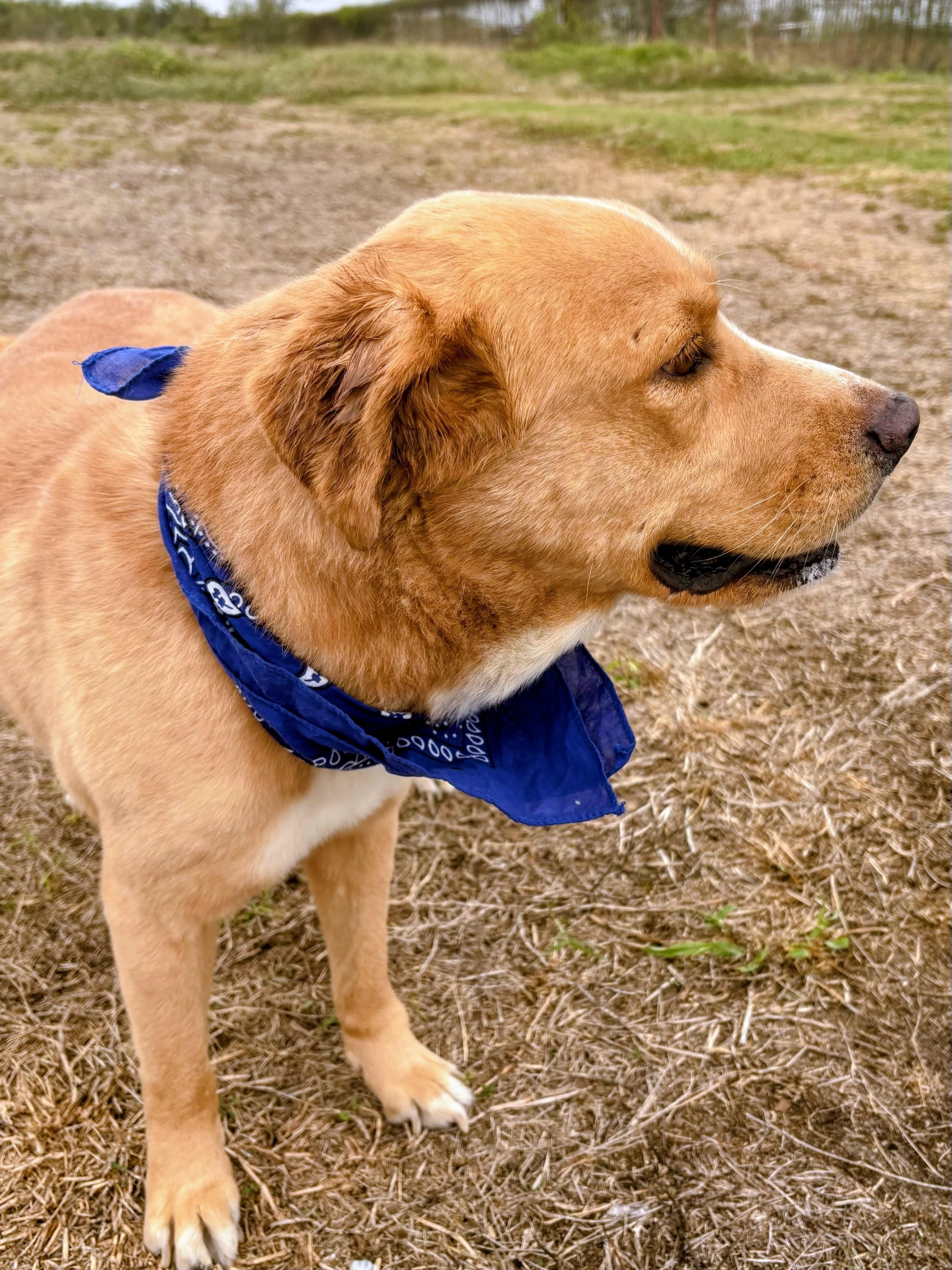 Aspen, a Adoptable mixed breed in Willington, CT image 4/6