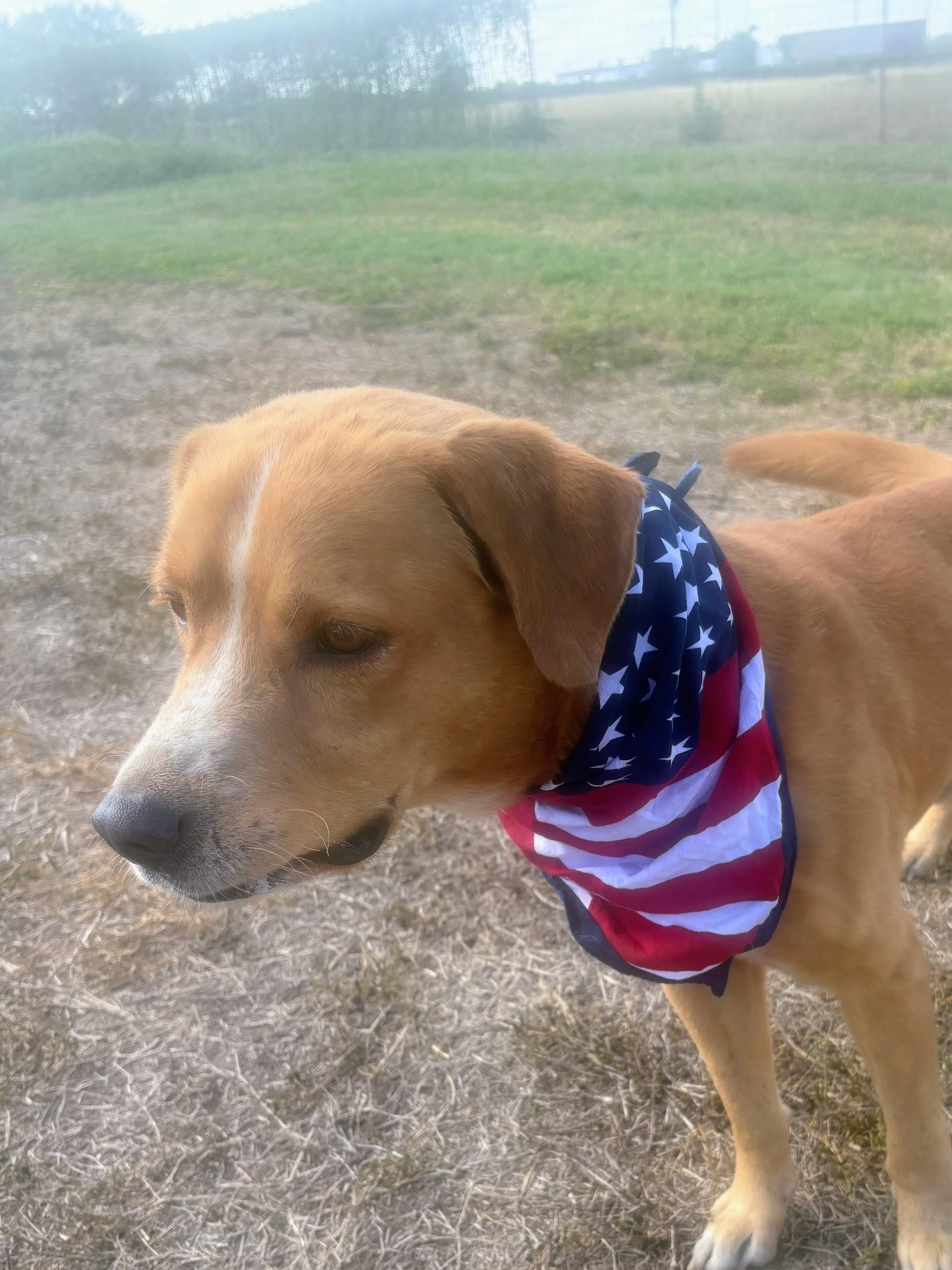 Aspen, a Adoptable mixed breed in Willington, CT image 3/6