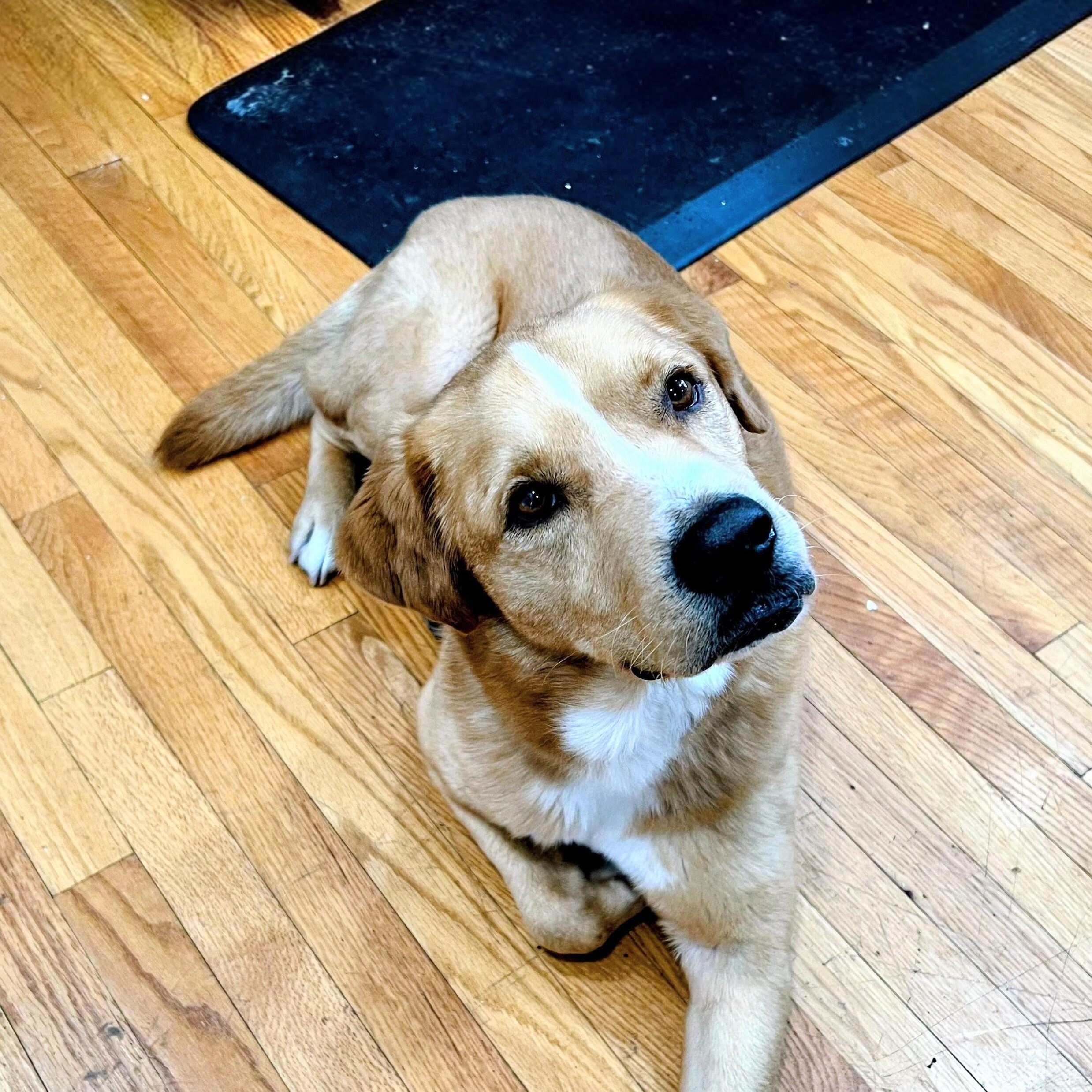 Enlarge Aspen - In NJ, a Adoptable mixed breed in Willington, CT image 2/6